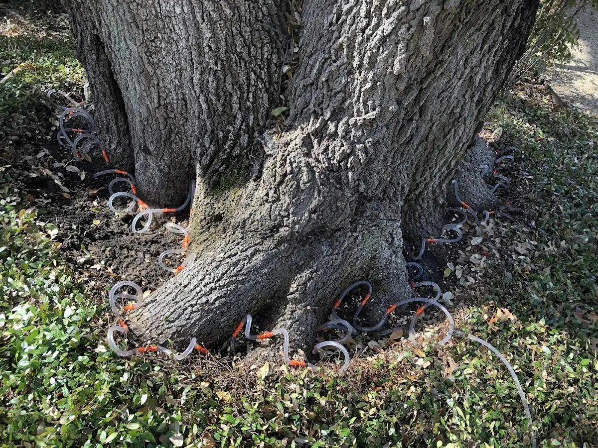 Detailed Tree Cabling and Bracing job site in Hendersonville