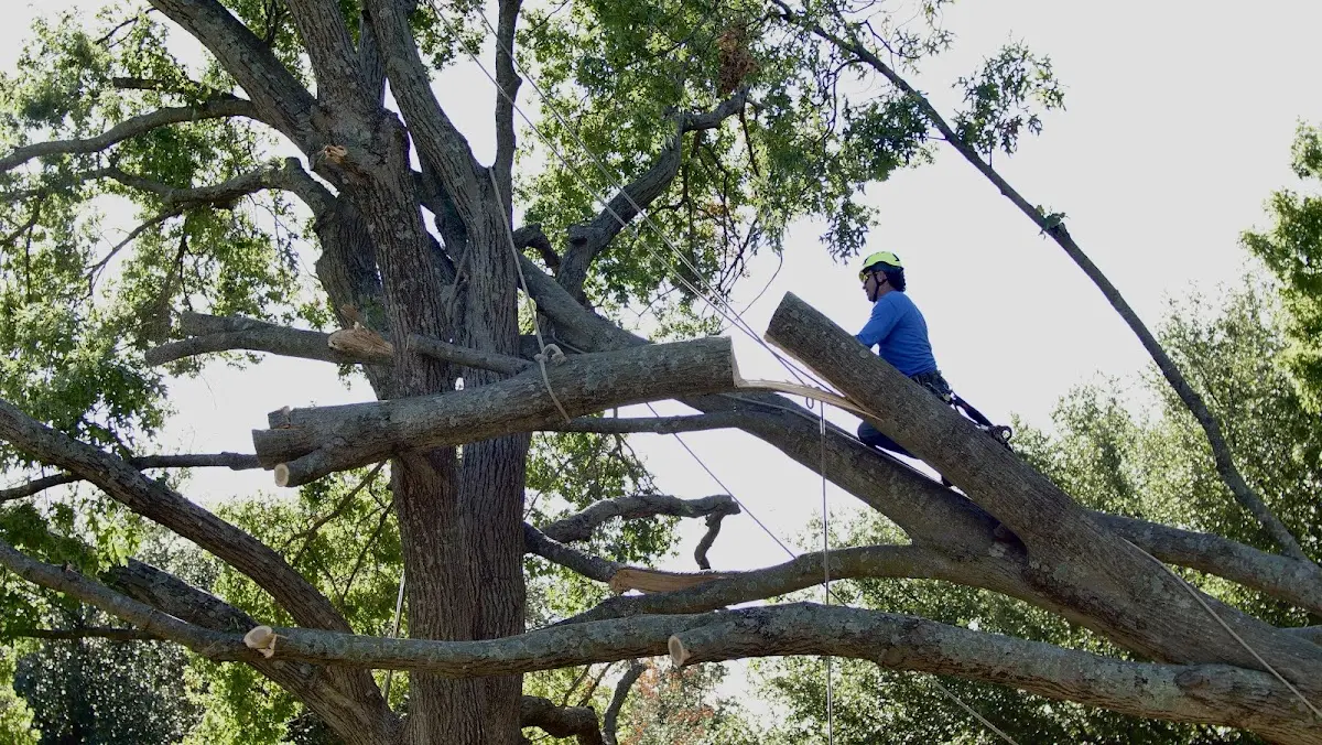 Professional Hazardous Tree Removal performed by certified arborists in Hendersonville