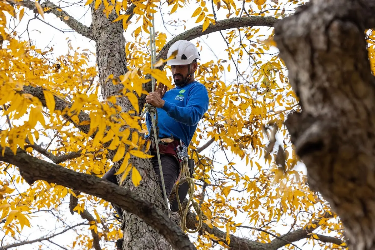 Skilled Emergency Tree Service crew working in Hendersonville