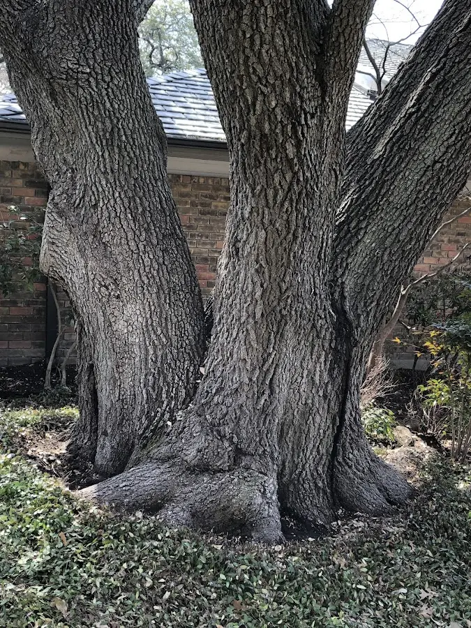 Mature heritage tree close to a Hendersonville property cared for by certified arborists